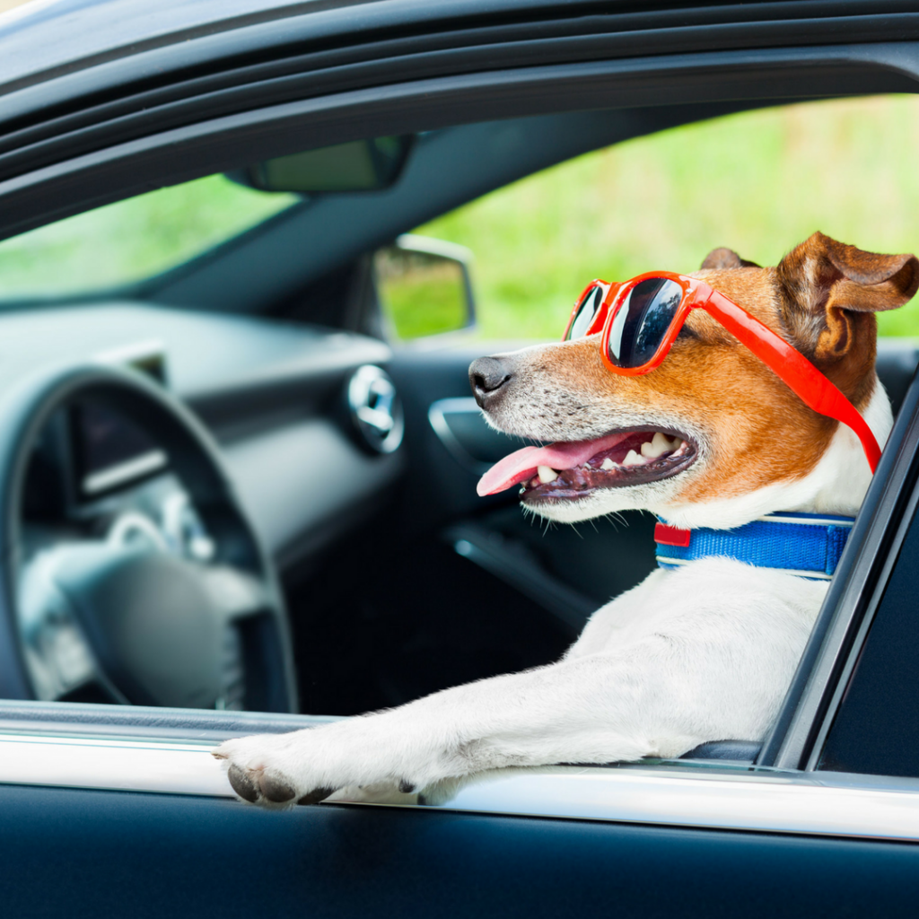 Traveling with Your Pet by Road: Essential Do’s and Don’ts