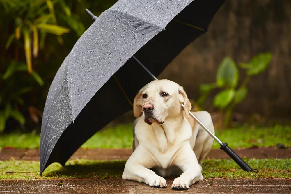 Places to visit in India during monsoon with your furry friend !